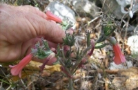 Bryophyllum tubiflora