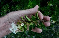 Cestrum diurnum