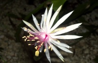 Epiphyllum phyllanthus p. flower