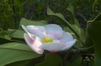 Clusia alba flower
