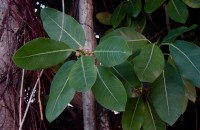2.Ficus aurea