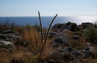 Harrisia gracilis 2