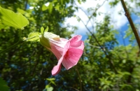Hibiscus lavateroides 2