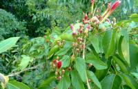 Ipomoea hederopholia