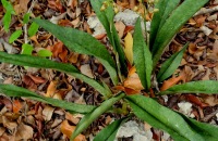 Oeceoclades maculata