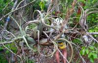 Tillandsia paucifolia