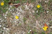Zephyranthes citrina