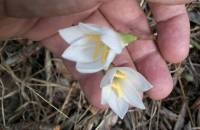 Zephyranthes tubispathamage