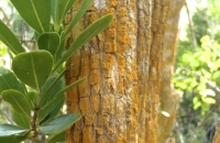 Buxus-bahamensis.JPG