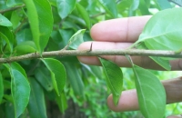 Elaeodendron xylocarpum