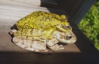 Frogs; male is a seasonal color variant