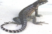 Curly-tailed lizard