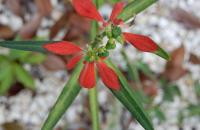 Poinsettia cyathophora