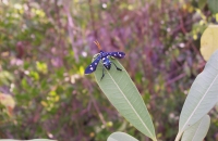 PRSWPolkadot-Moth