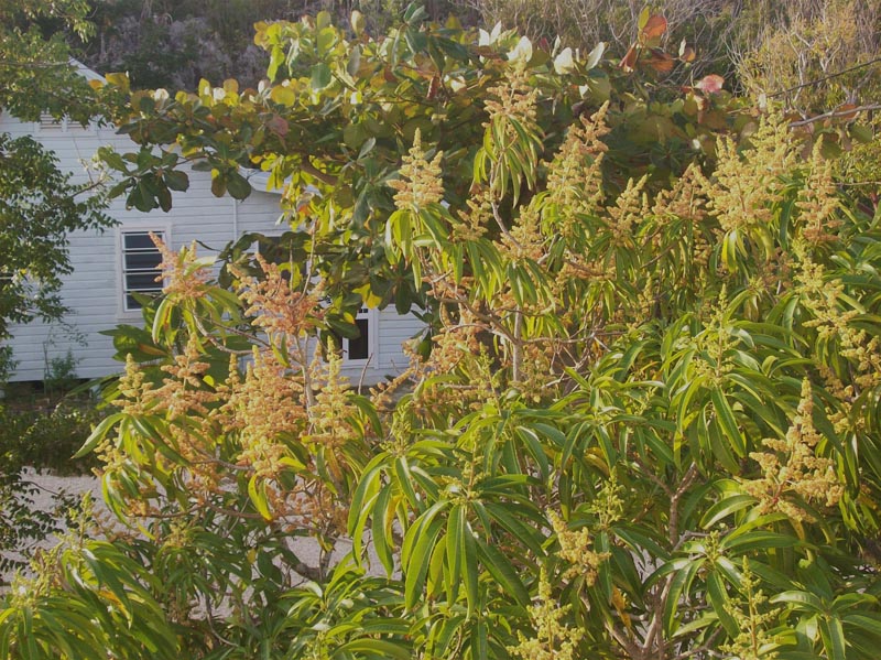 Mango blossoms near traditional cottage